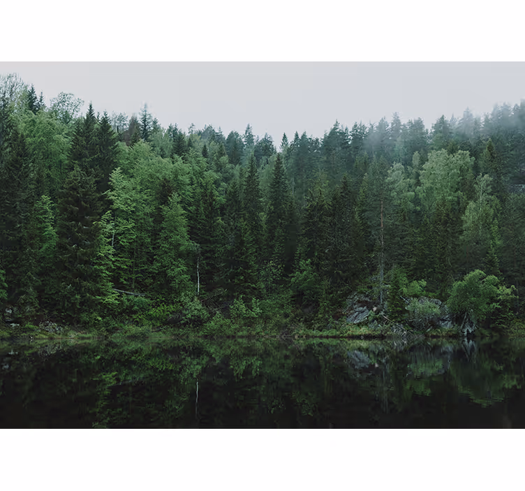 Wall mural nature tranquil forest reflection - TenStickers