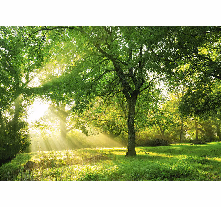 Wall mural nature sunlit greenery scene - TenStickers