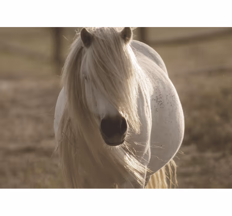 Animals wall mural regal white horse - TenStickers