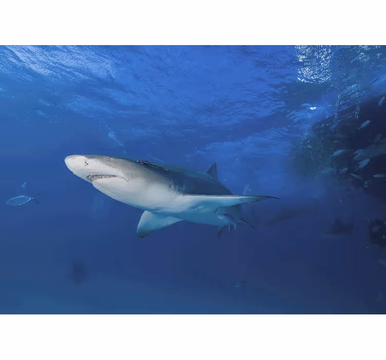 Animals wall mural majestic shark exploration - TenStickers