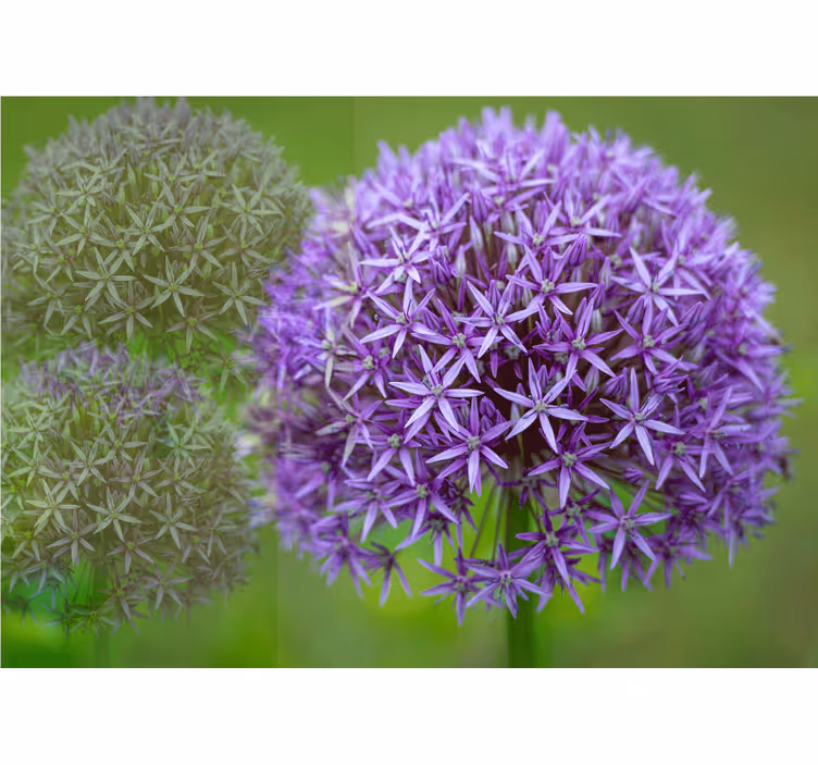 Poppy wall mural purple flower design - TenStickers