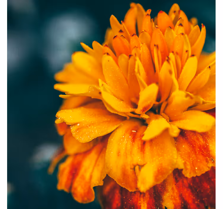 Flower wall mural orange flower closeup - TenStickers