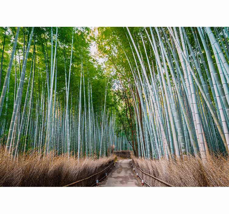 Bamboo wall mural bamboo forest path - TenStickers