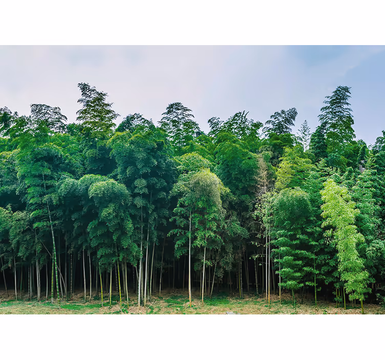 Green bamboo forest tree mural - TenStickers