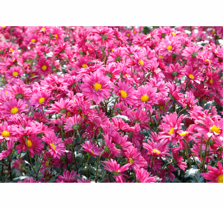 Flower wall mural pink floral burst - TenStickers