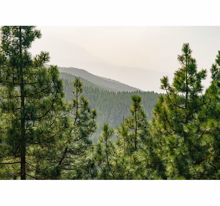 Wall mural nature lush green landscape - TenStickers