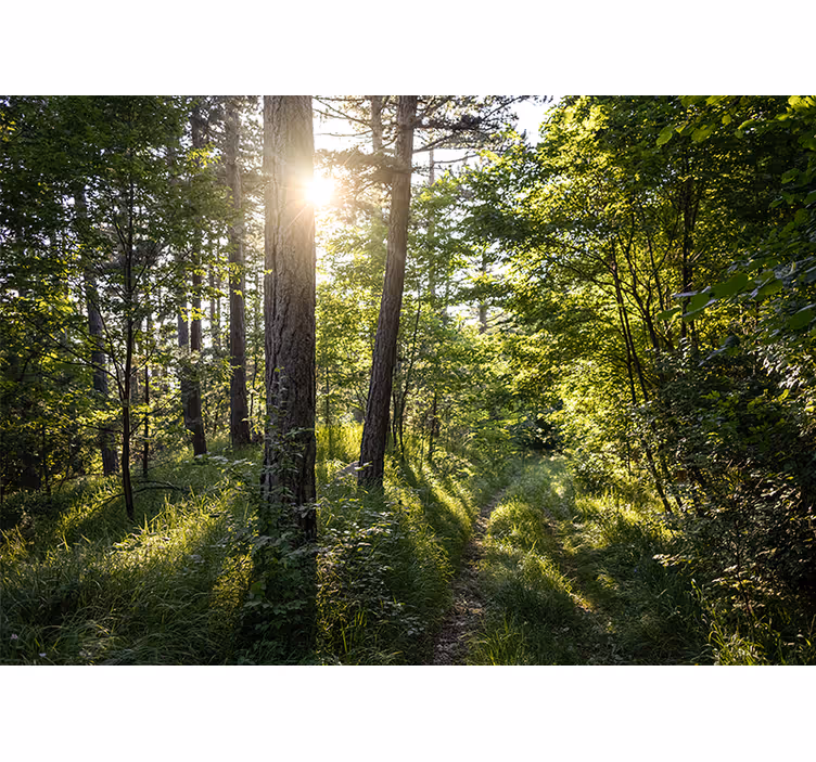 Wall mural nature luminous forest path - TenStickers