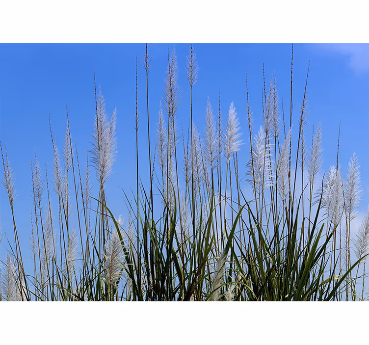 Vertical pampasgrass stell nature wall mural - TenStickers