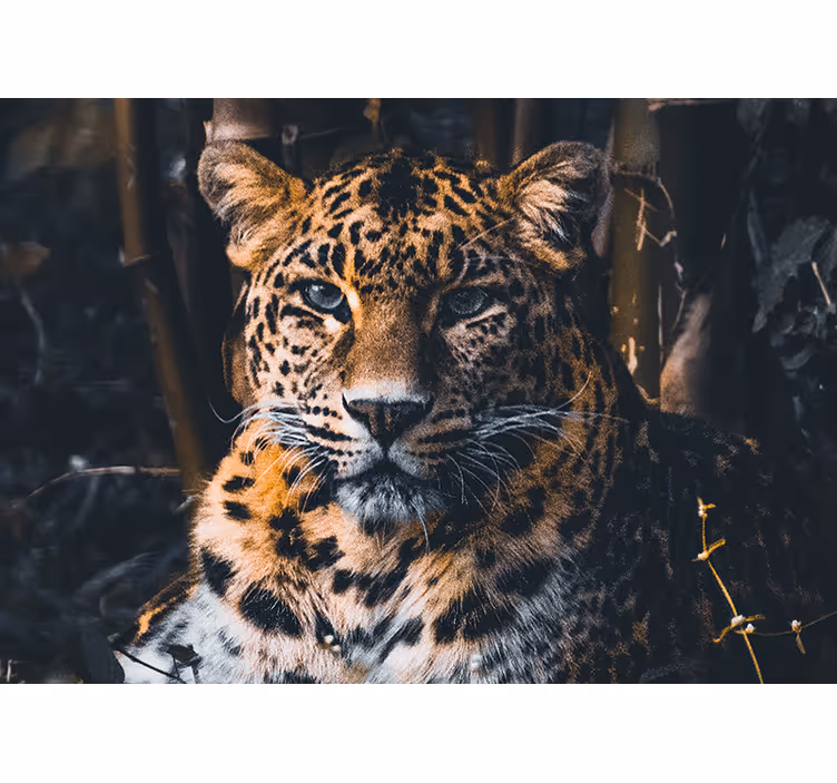 Animals wall mural majestic leopard portrait - TenStickers