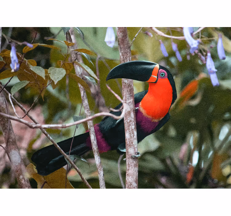 Animals wall mural colorful toucan display - TenStickers