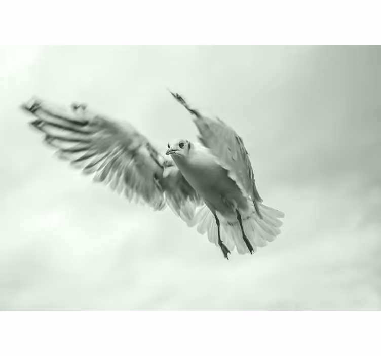 Animals wall mural of soaring white bird - TenStickers