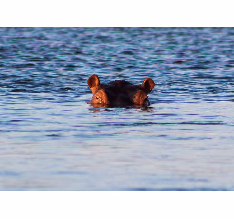Animals wall mural hippo swimming peacefully - TenStickers