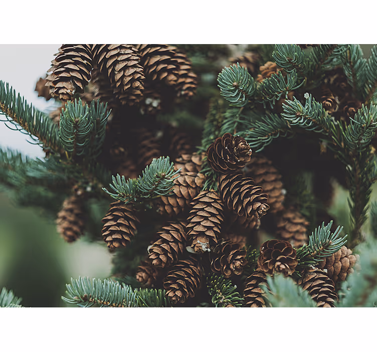Wall mural trees pine cone cluster design - TenStickers
