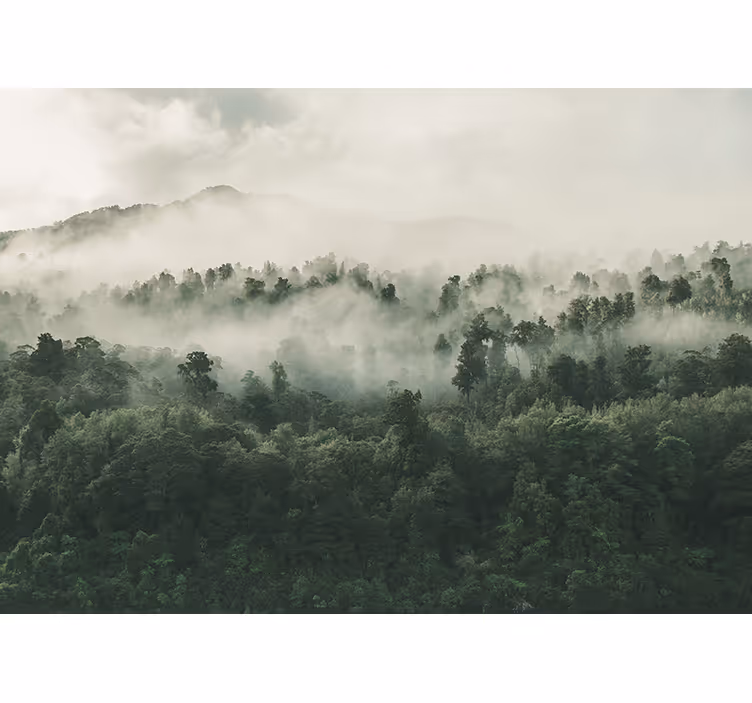 Wall mural nature misty woodland landscape - TenStickers