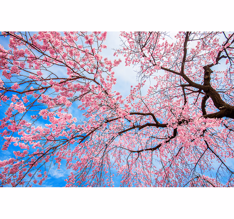 Flower wall mural blooming cherry blossoms - TenStickers