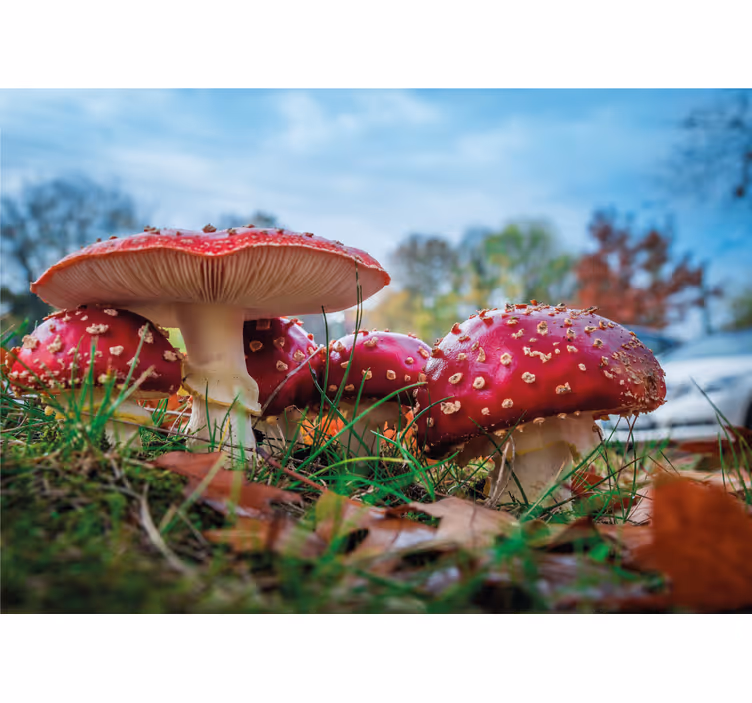 Wall mural nature red mushrooms cluster - TenStickers