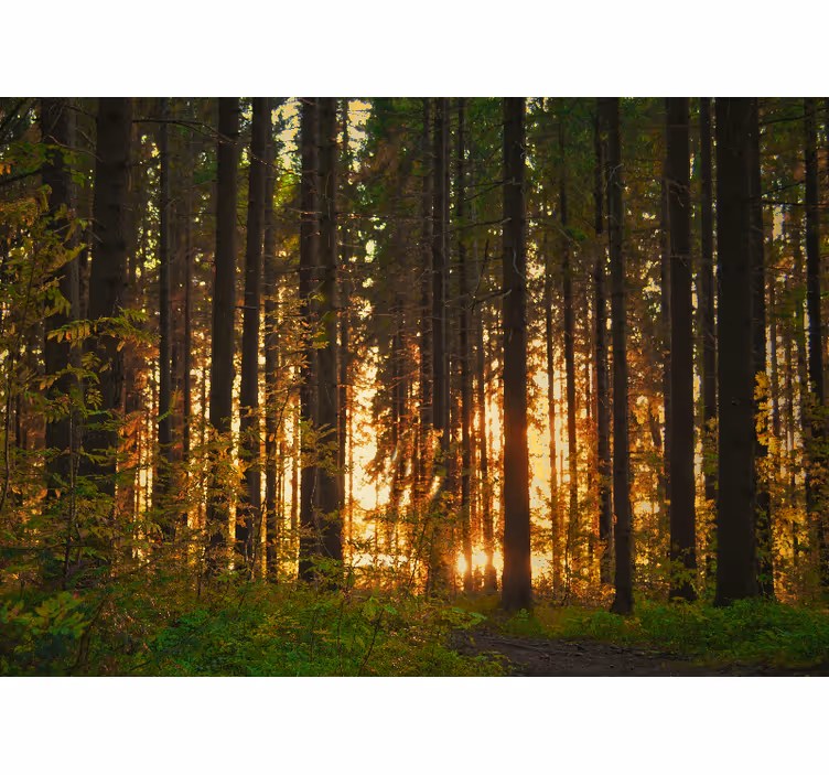 Forest trees with sun rays  Wall Mural - TenStickers