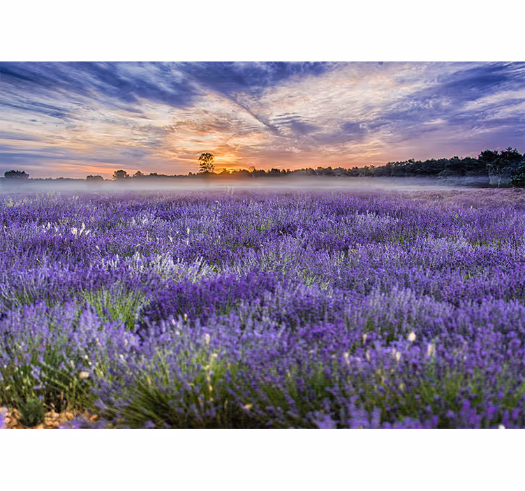 Flower wall mural lavender field at twilight - TenStickers