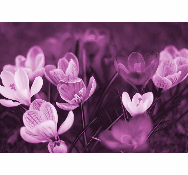 Poppy wall mural delicate floral blossom - TenStickers