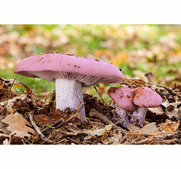 Flower wall mural pink mushroom cluster - TenStickers