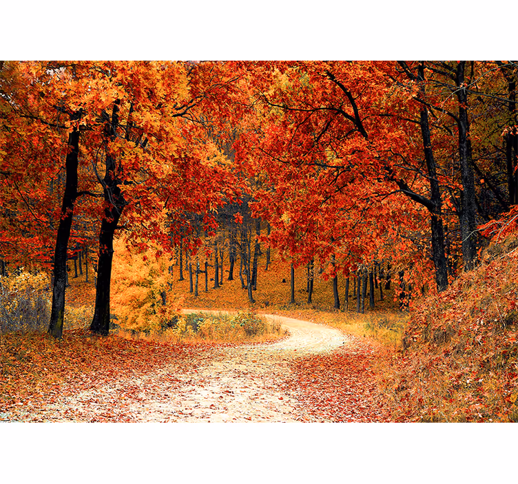 Wall mural nature autumn woodland pathway - TenStickers