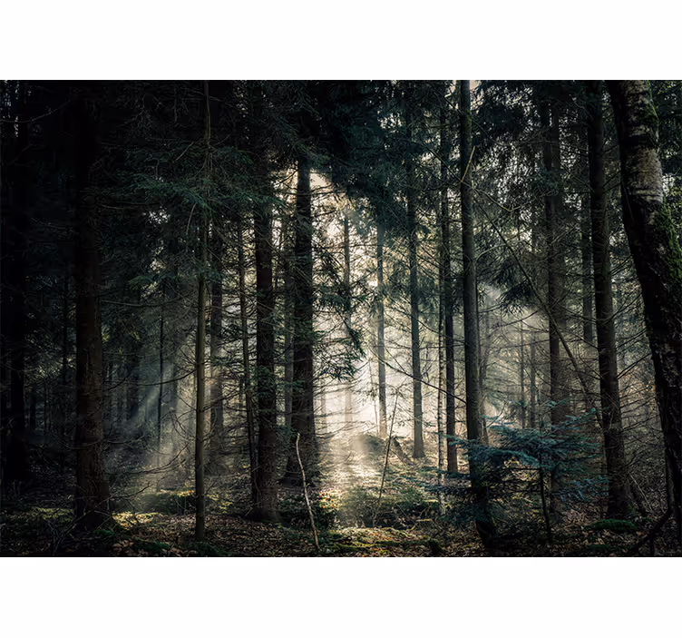 Wall mural nature tranquil forest scene - TenStickers