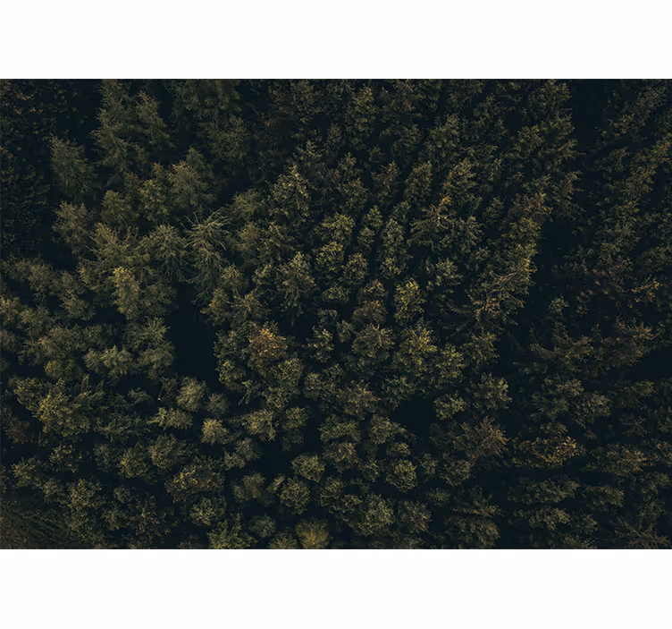 Wall mural nature lush greenery canopy - TenStickers