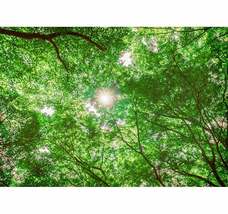 Wall mural nature canopy tree perspective - TenStickers