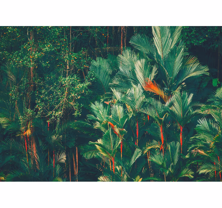Jungle Morning Forest Wall Mural - TenStickers