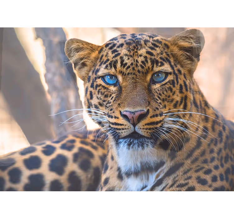 Animals wall mural leopard portrait close-up - TenStickers