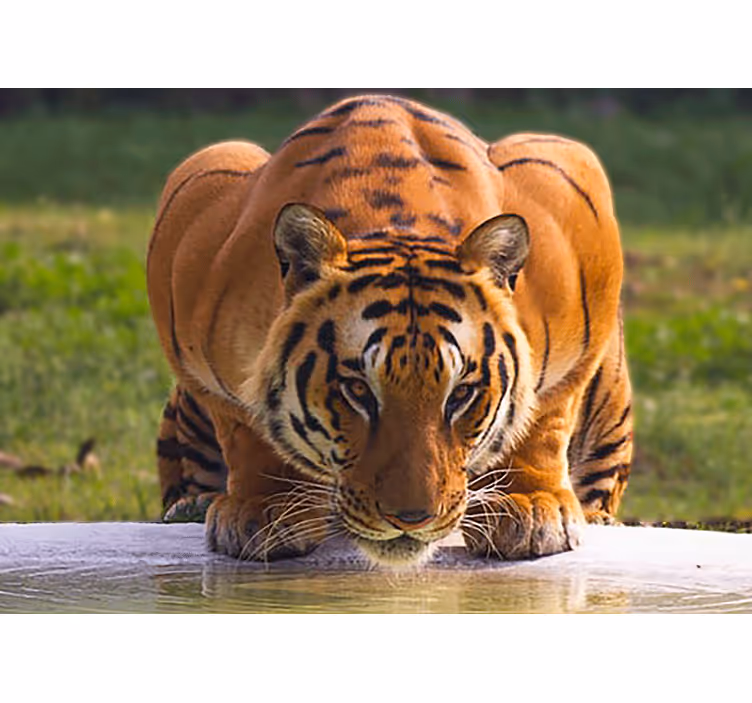 Animals wall mural regal tiger stance - TenStickers