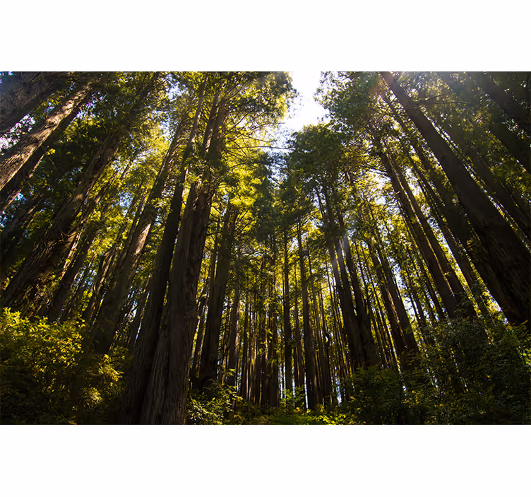 tall trees Forest Wall Mural - TenStickers