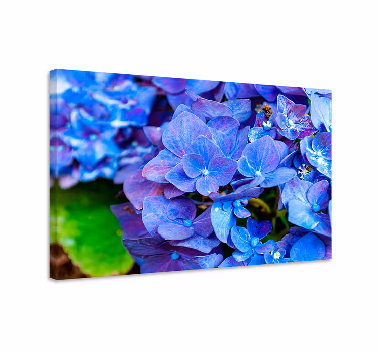 Blue canvas print hydrangea flowers art decor - TenStickers