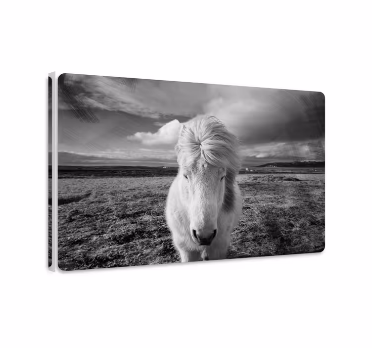 Horse wall art white horse print - TenStickers