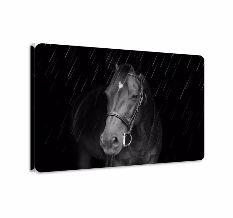Dignified horse in the rain horse wall art - TenStickers