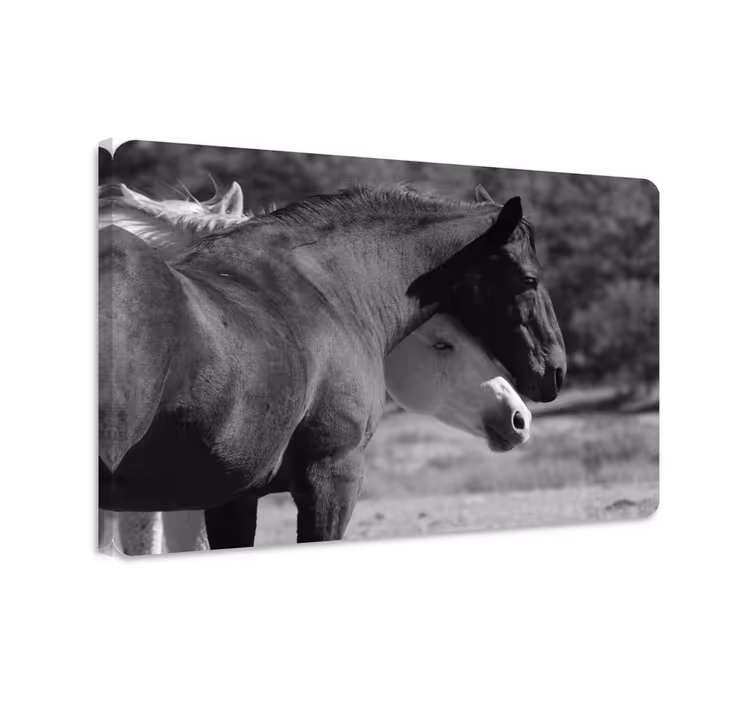 Horse wall art featuring black and white horses hugging - TenStickers