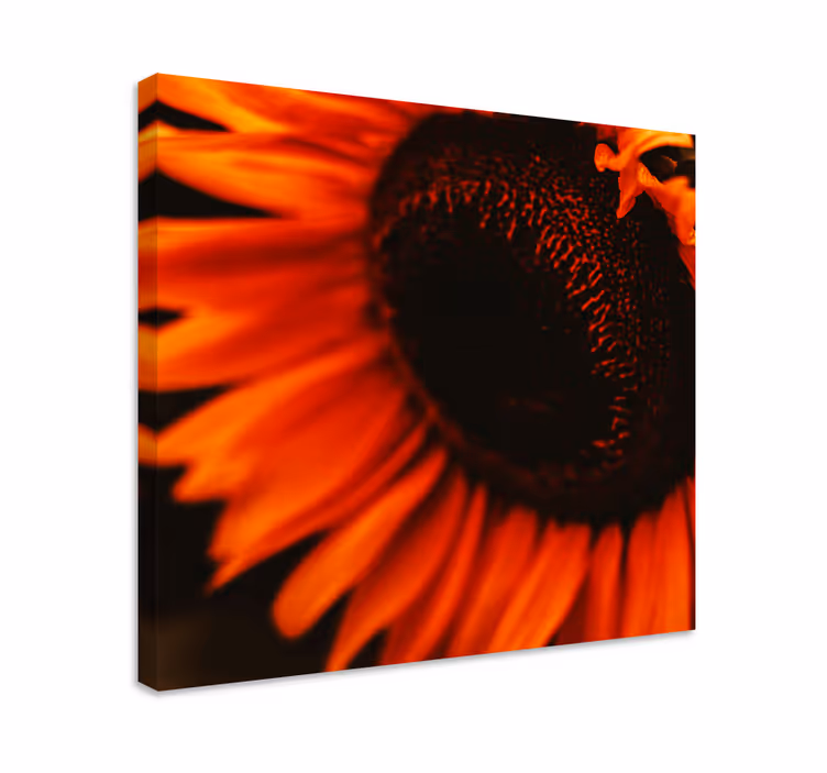 Radiant Sunflower Bloom Flowers  canvas - TenStickers