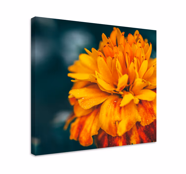 Flower canvas vibrant orange blossom print - TenStickers