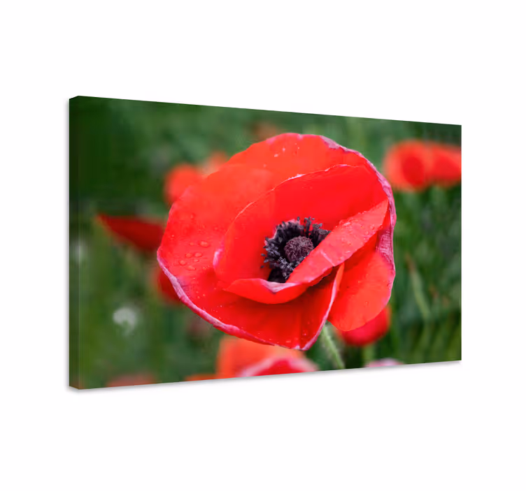 Flower canvas close-up poppy blossom - TenStickers