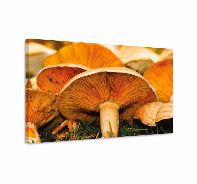 Flowers canvas with mushroom patterns - TenStickers