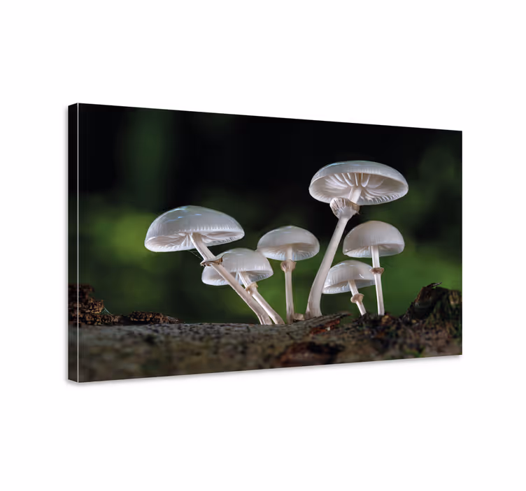 Flowers canvas mushroom forest artwork - TenStickers