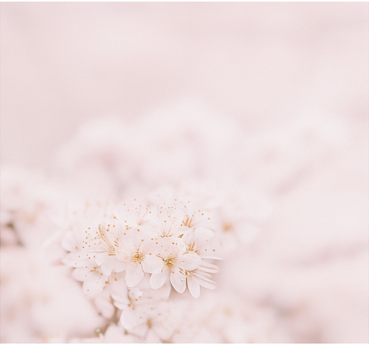 Delicate cherry blossoms master bedroom shades - TenStickers