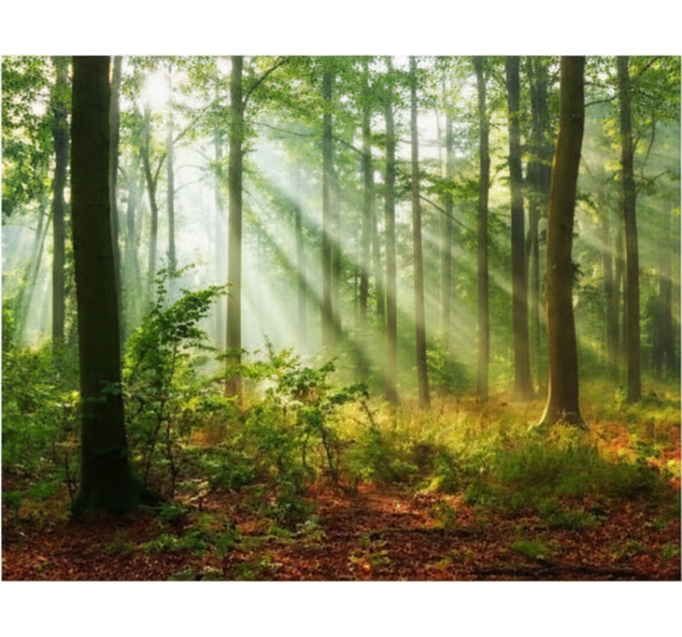 Tree blind natural light in the forest - TenStickers