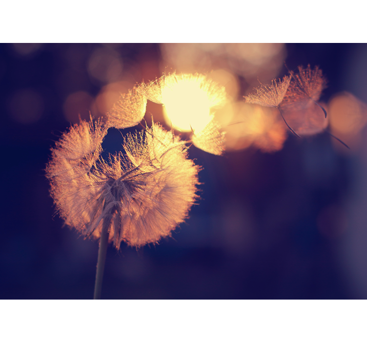 Blind kitchen dandelion pattern - TenStickers