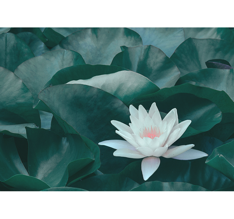 Blind kitchen zen white lotus flower - TenStickers