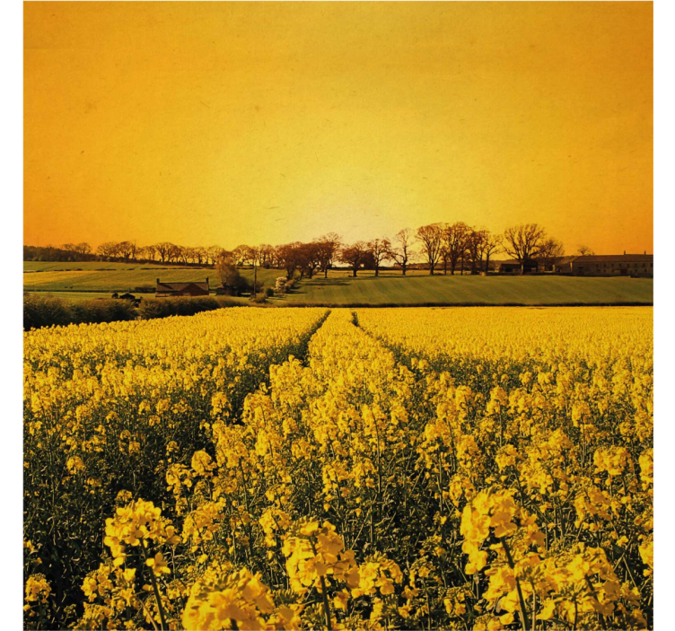 Living room blind yellow flower field design - TenStickers