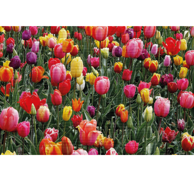Living room blind in a field of tulips - TenStickers