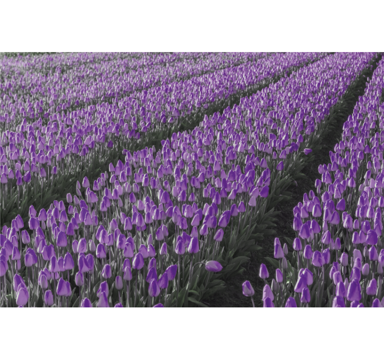 Living room blind tulip line field design - TenStickers