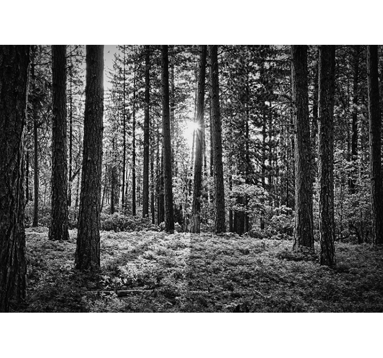Black roller blind monochrome forest design - TenStickers