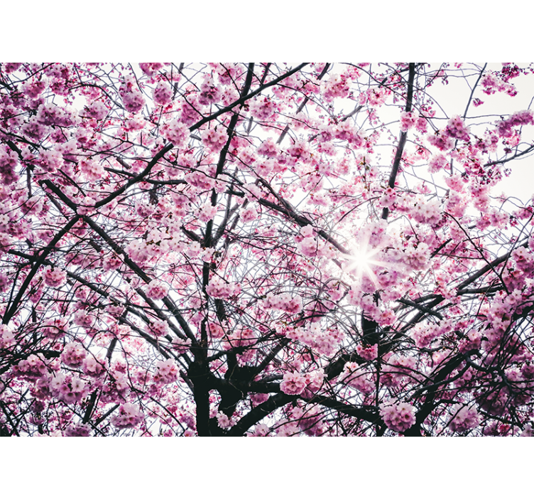 Blind pink cherry blossom trees - TenStickers